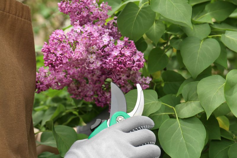 Butterfly Bush Pruning in Honolulu, HI