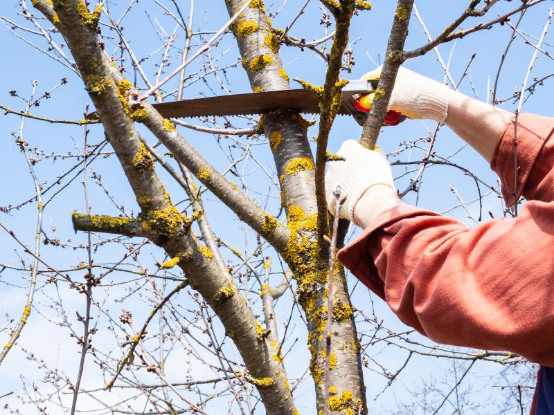Magnolia Tree Pruning