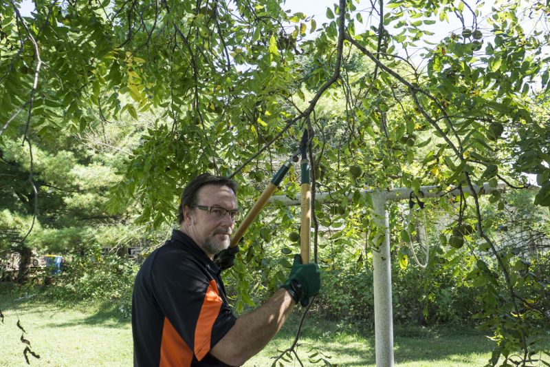 Magnolia Tree Pruning