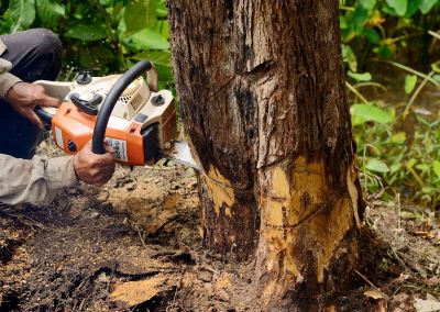 Cypress Tree Removal in Pottstown, PA
