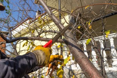 Limbs Trimming in Doylestown, PA