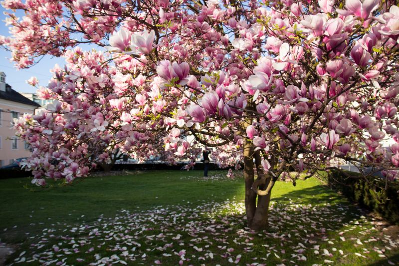 Magnolia Tree Pruning Costs — Cost of Magnolia Tree Pruning
