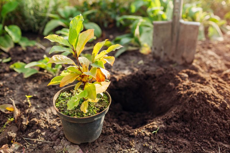 Magnolia Tree Pruning Costs — Cost of Magnolia Tree Pruning