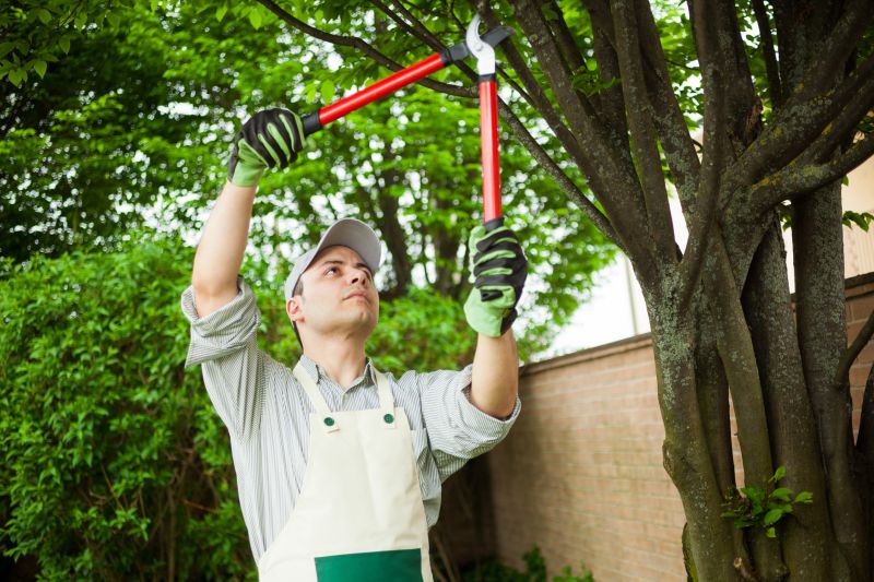 Magnolia Tree Pruning in Pottstown, PA