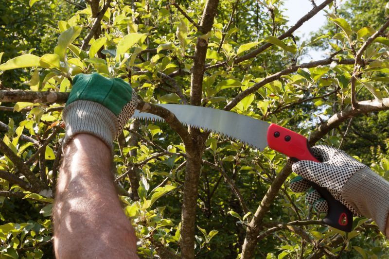 Magnolia Tree Pruning Process