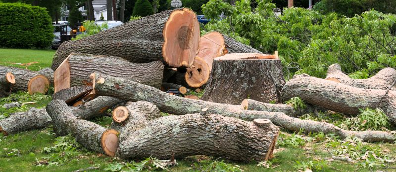 Mimosa Tree Removal in Aiken, SC
