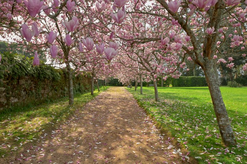 Enhance Safety By Getting Your Magnolia Trees Pruned!
