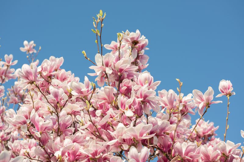 Enhance Tree Health With Professional Magnolia Tree Pruning Service!
