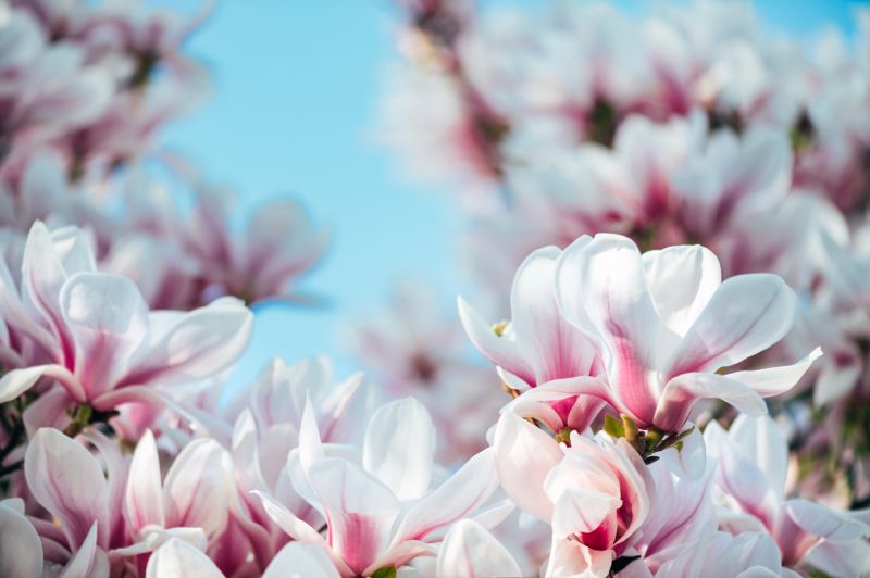 Get Professional Magnolia Tree Pruning To Promote Healthy Growth!